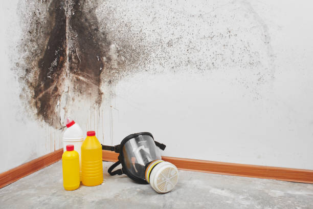 Professional Mold Removal in Pea Ridge, FL