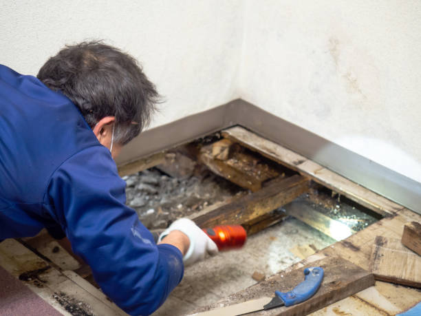 Best Residential Mold Removal  in Pea Ridge, FL