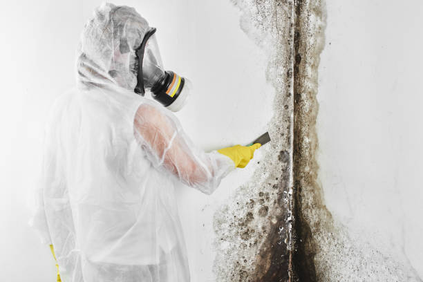 Best Crawl Space Mold Removal  in Pea Ridge, FL