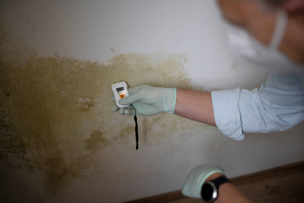 Mold Removal and Inspection in Pea Ridge, FL