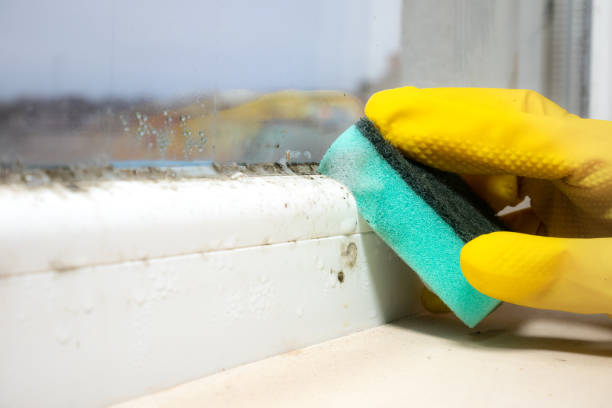 Best Mold Removal Near Me  in Pea Ridge, FL