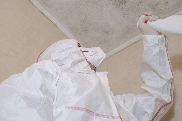 Best Fast Mold Removal  in Pea Ridge, FL