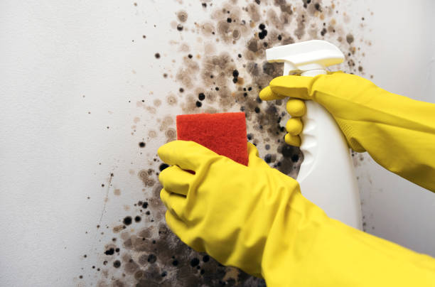 Best Same-Day Mold Removal  in Pea Ridge, FL