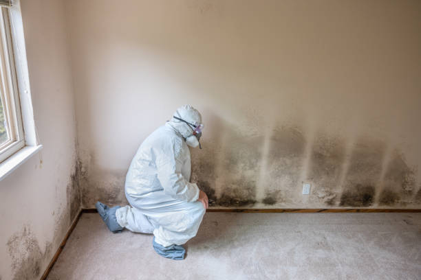 Mold Testing and Removal in Pea Ridge, FL