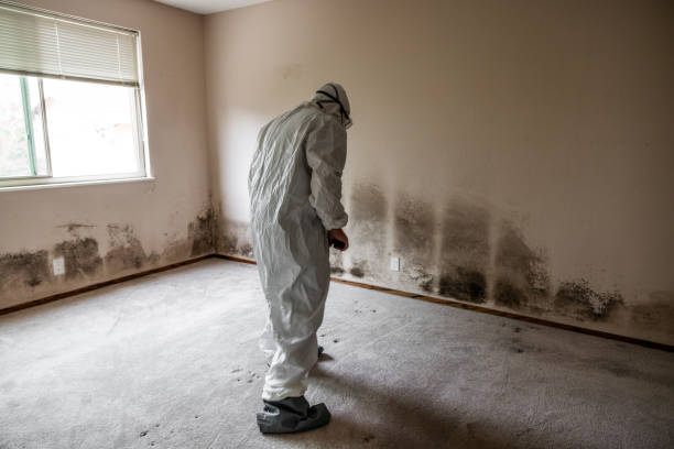 Best Toxic Mold Removal  in Pea Ridge, FL