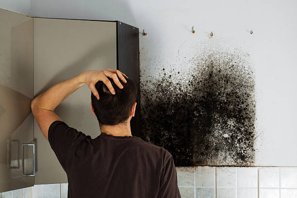 Best Attic Mold Removal  in Pea Ridge, FL