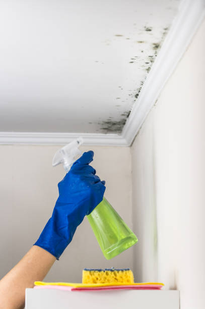 Attic Mold Removal in Pea Ridge, FL